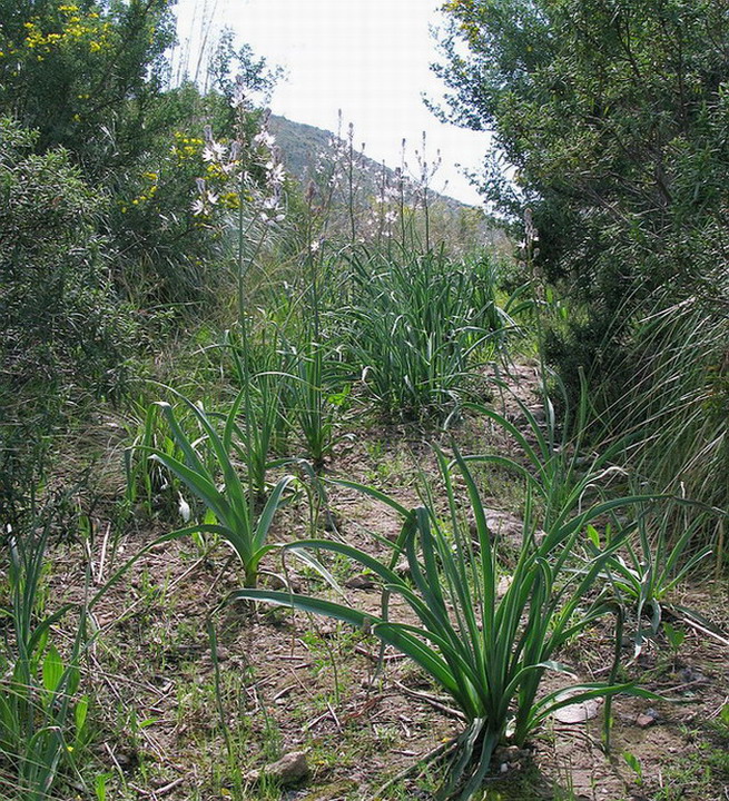 Asfodelo montano